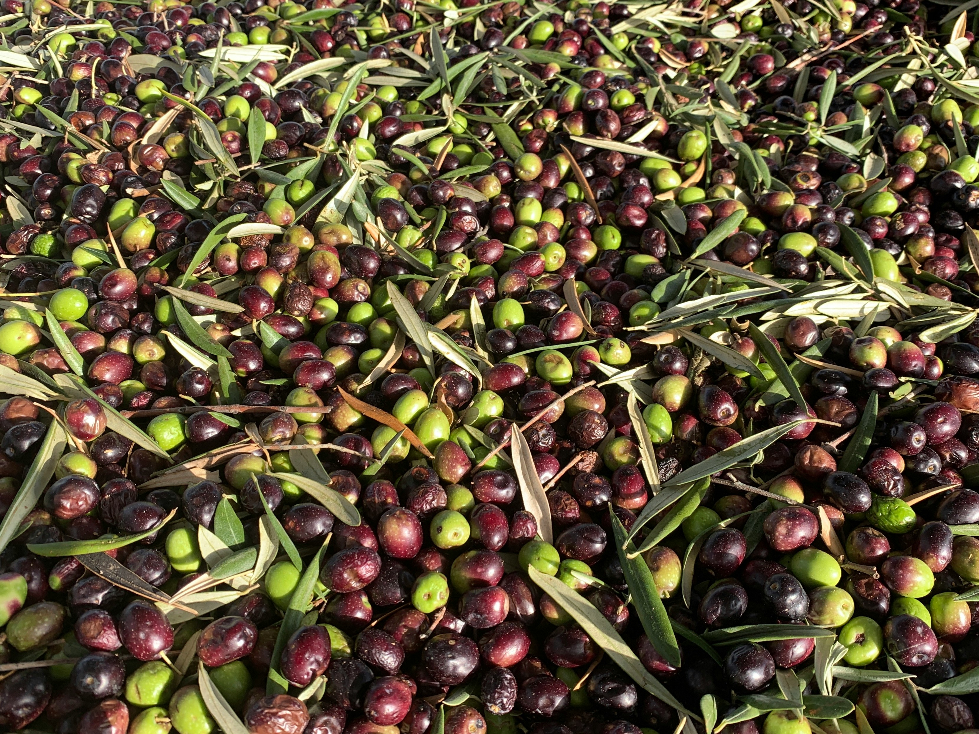 Raccolta a mano delle olive abruzzesi per l'olio extravergine Romagnoli