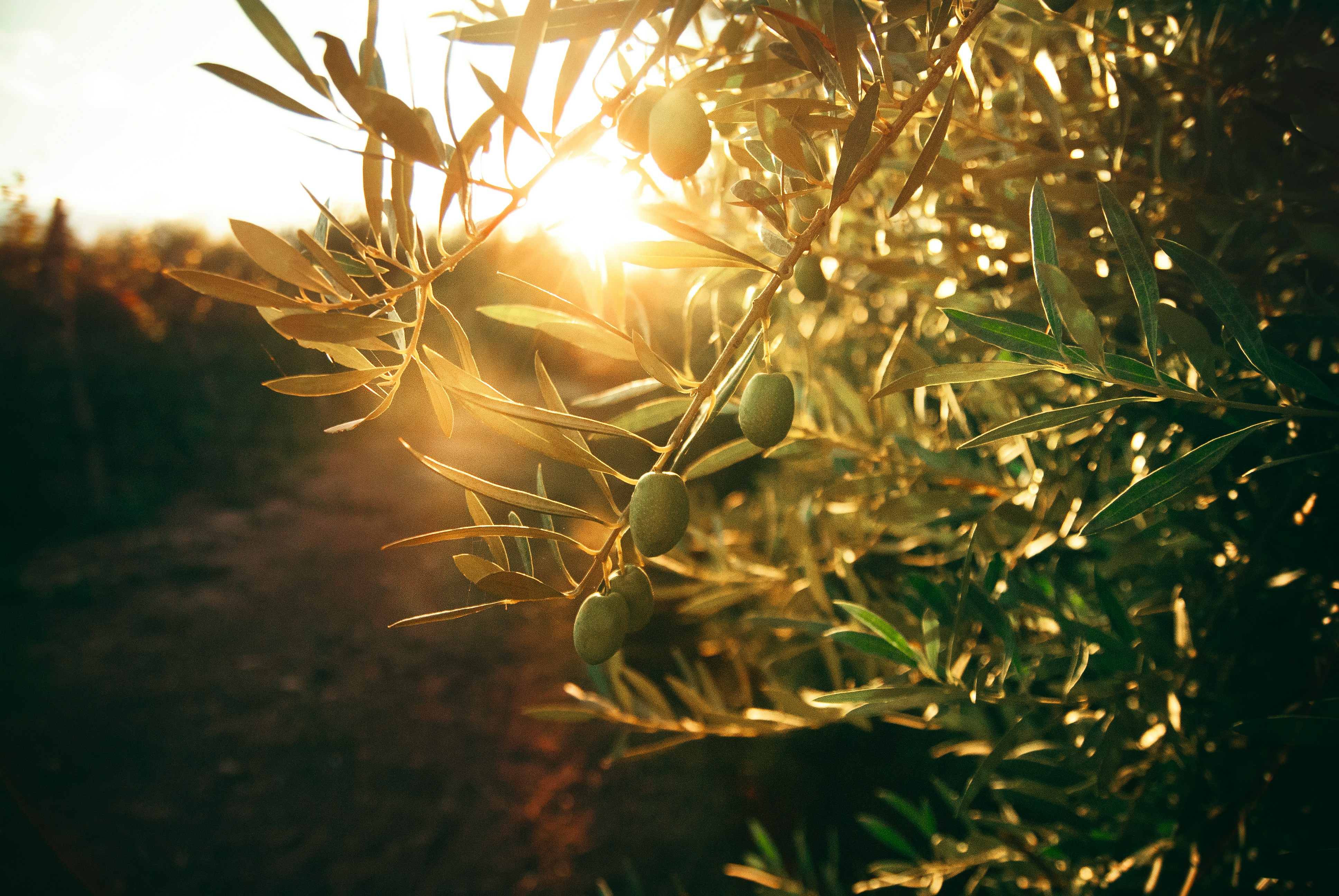 Uliveti sulle colline di Vasto in Abruzzo — terra dell'olio extravergine Romagnoli